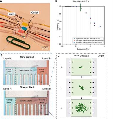 Microfluidic Reproduction of Dynamic Bioreactor Environment Based on Computational Lifelines